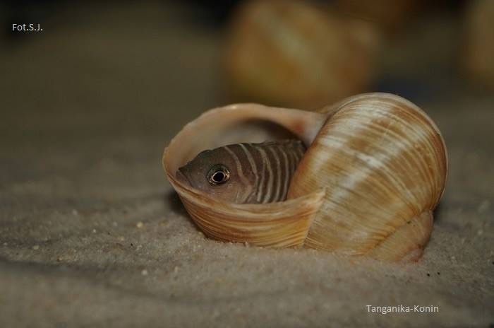 Neolamprologus similis